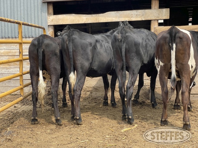 (13 Head) Holstein/Jersey crossbred bred heifers